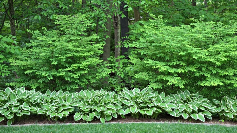 shrubs and plants
