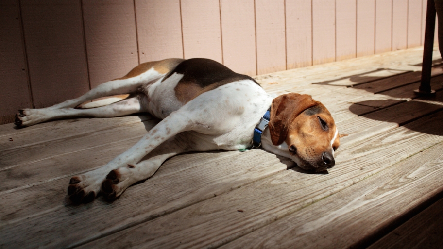dog lying in the sun