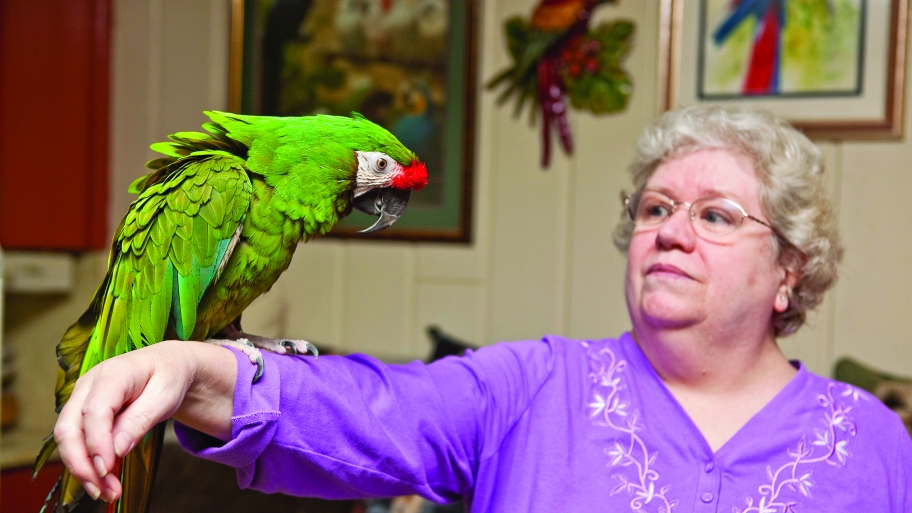 military macaw parrot on woman's arm