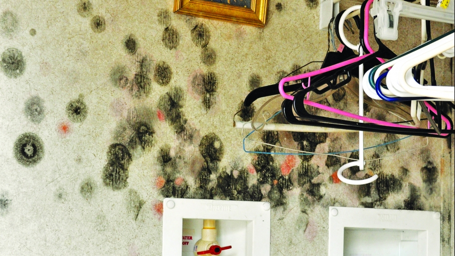 How Much Does Mold Inspection Cost Angie S List How Much Does Mold Inspection Cost