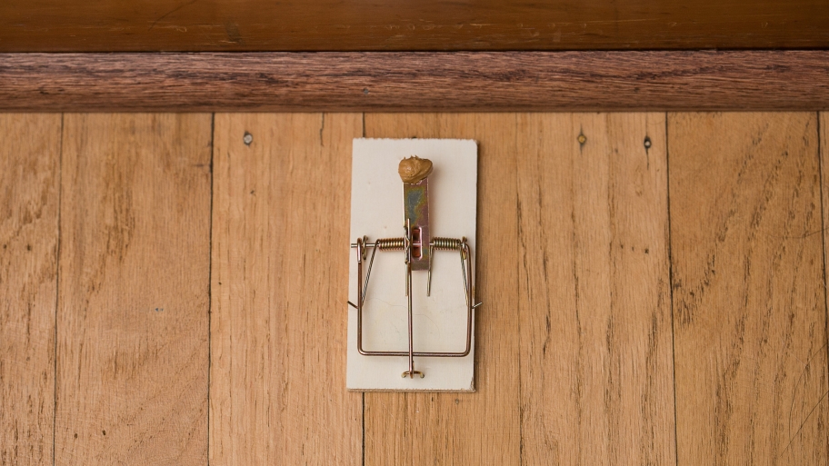 6 DIY Tips to Get Rid of Mice, Rats