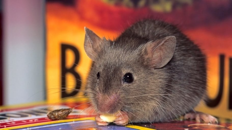 3 Rat Diseases You Should Know About Angie's List