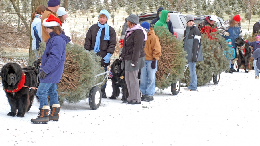 Finding the Perfect Pine at a Christmas Tree Farm Angie's List