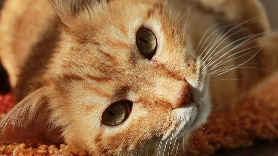orange cat lying on carpet