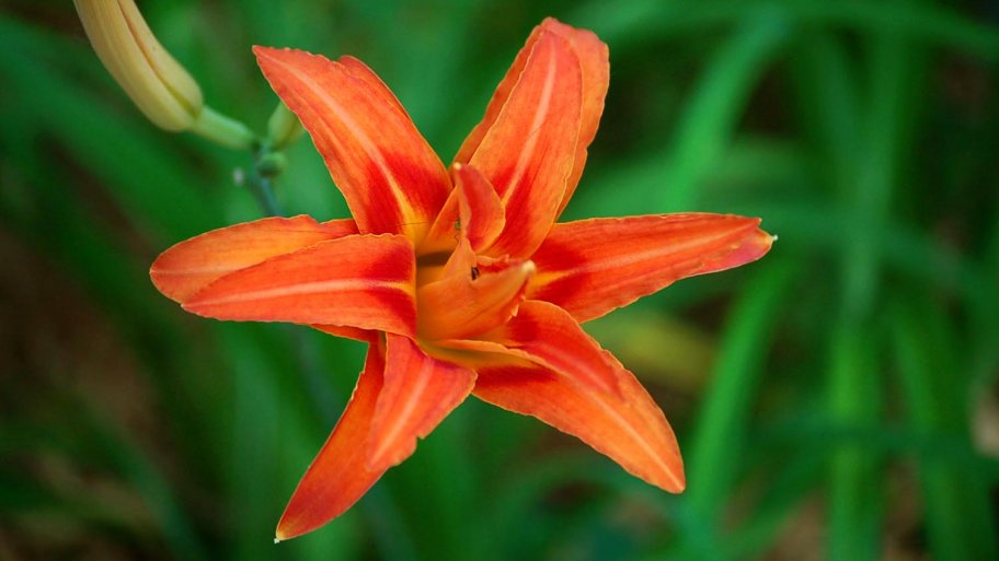 orange day lily