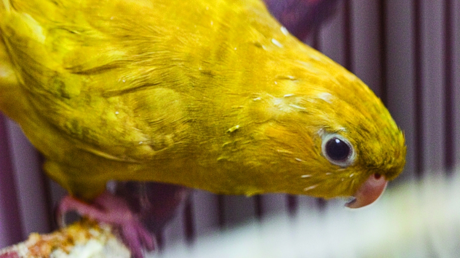 Lineolated Parakeet