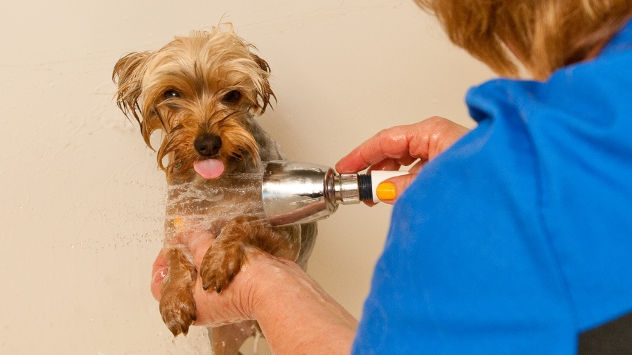 Yorkshire Terrier being washed by groomer