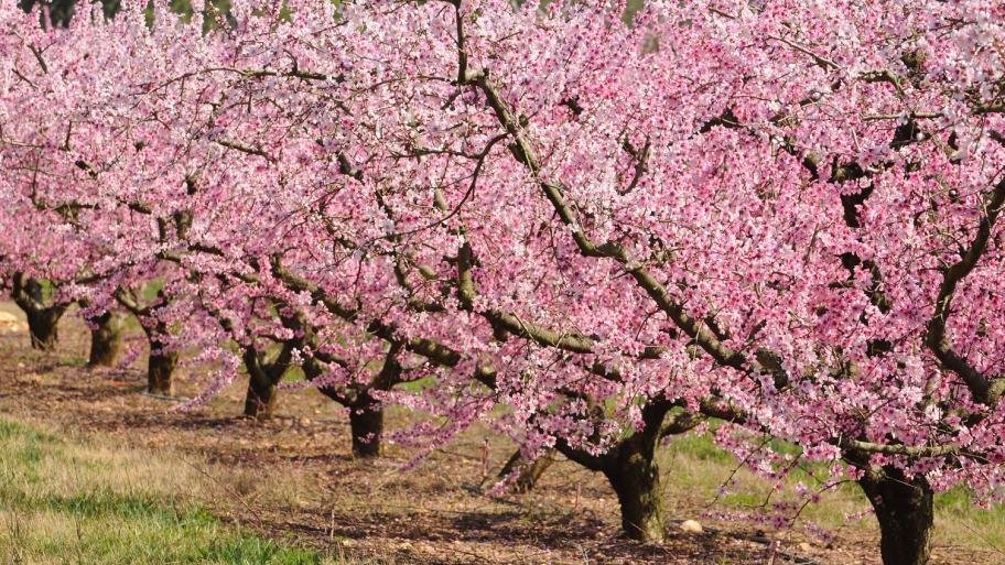 peach trees