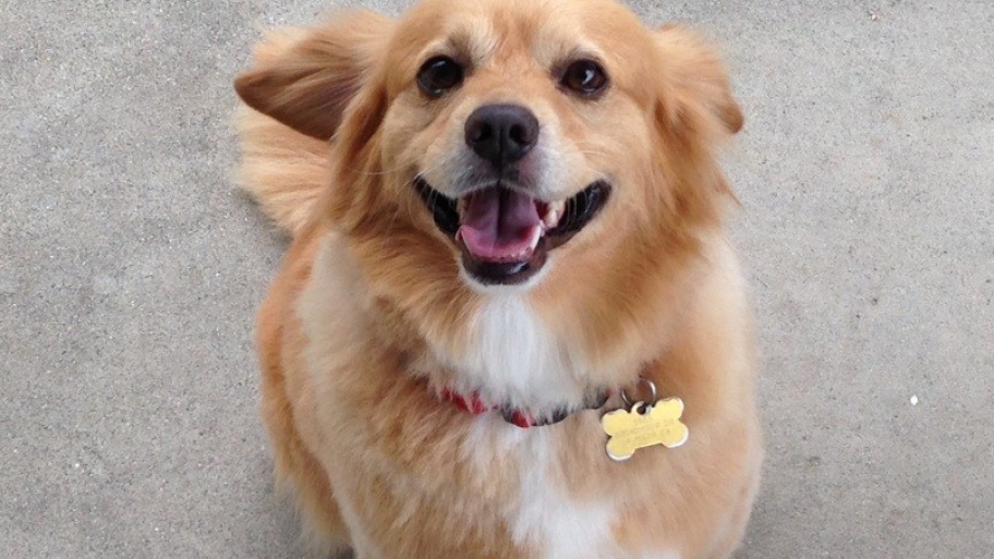 do designer dogs make