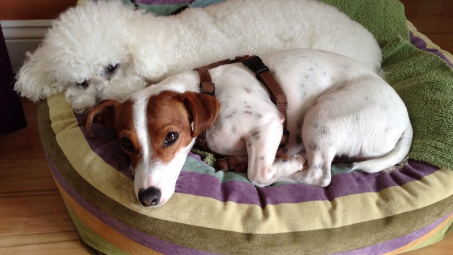 pet insurance