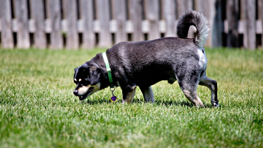 What S The Best Fence Option To Keep Your Dog Safe Angie List Most Fences Will Do An Adequate Job Of Keeping Your Pet In The Yard But Some Fence Types May Better Suit Needs Photo By Eldon Lindsay