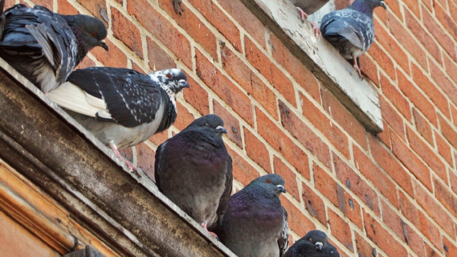 How to Get Rid of Pigeons Angie's List