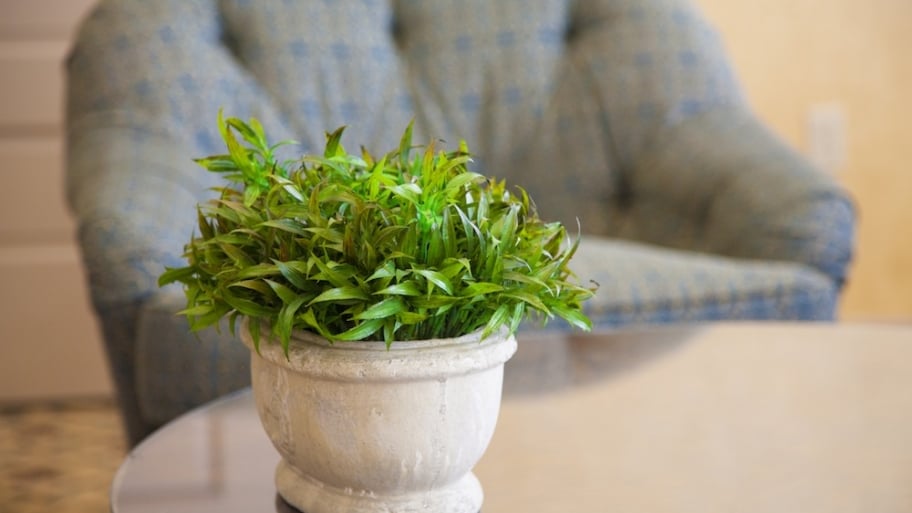 How to Move Landscape Plants to Your New Home Angie's List