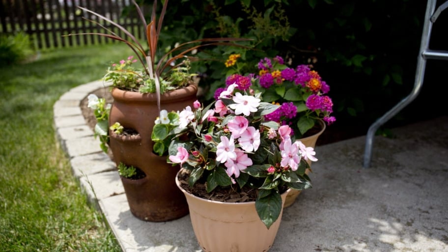 potted plants, flowers, patio