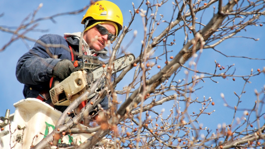Topping Techniques Can Be Bad for Trees, Homeowners Angie's List
