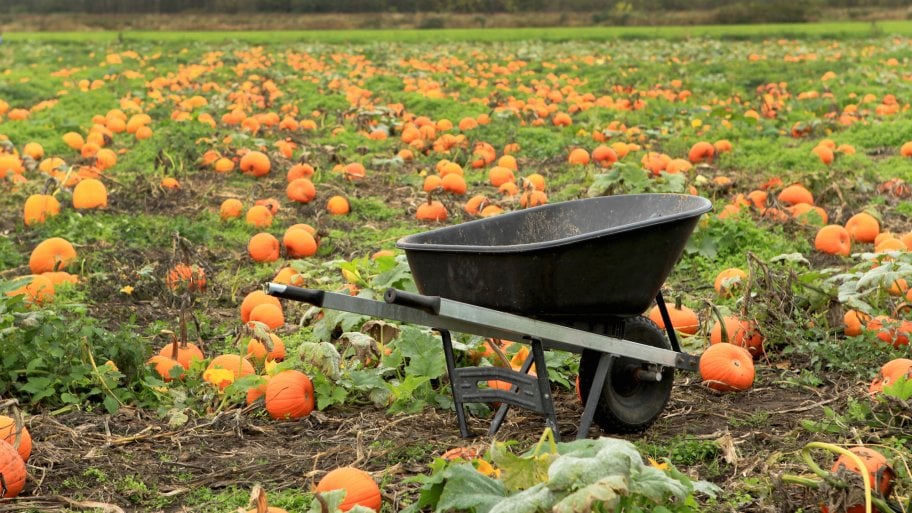 Guide To Growing Pumpkins In The Home Garden Angie S List