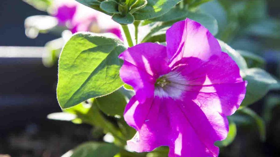 purple petunia
