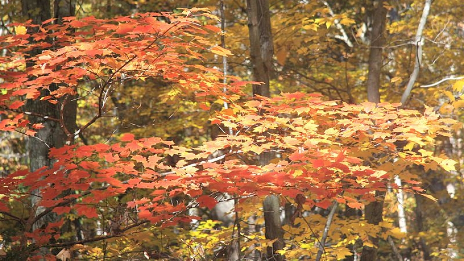 Why Using Native Plants Is Important In The Southeast Angie S List Learn Why It S Important To Use Only Native Plants In Your Southeast Garden You Also Can Read About What And Where Get Them