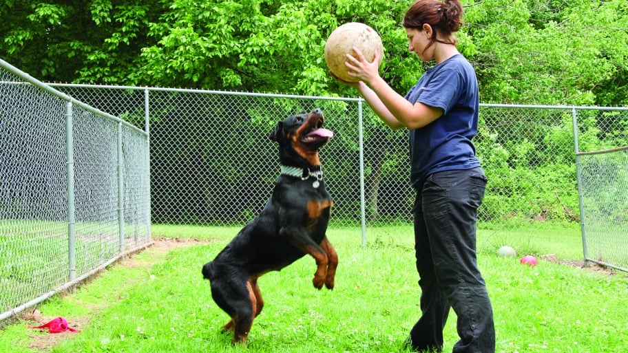 woman plays with rottweiler