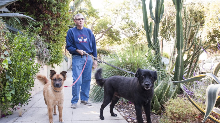 senior dogs on walk