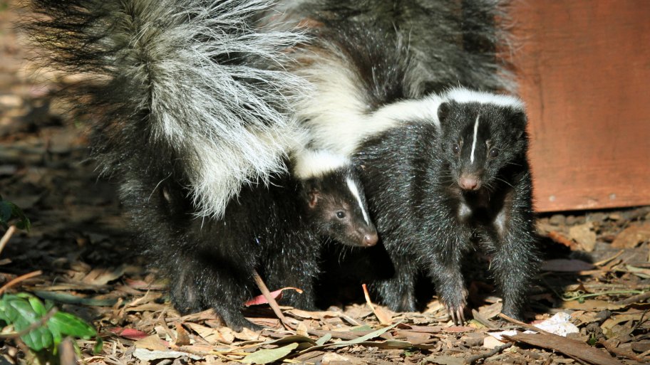 how to get skunk smell a how to get rid of skunk smell in your home angie s list how to get skunk smell a how to get rid of skunk smell in your home angie s list