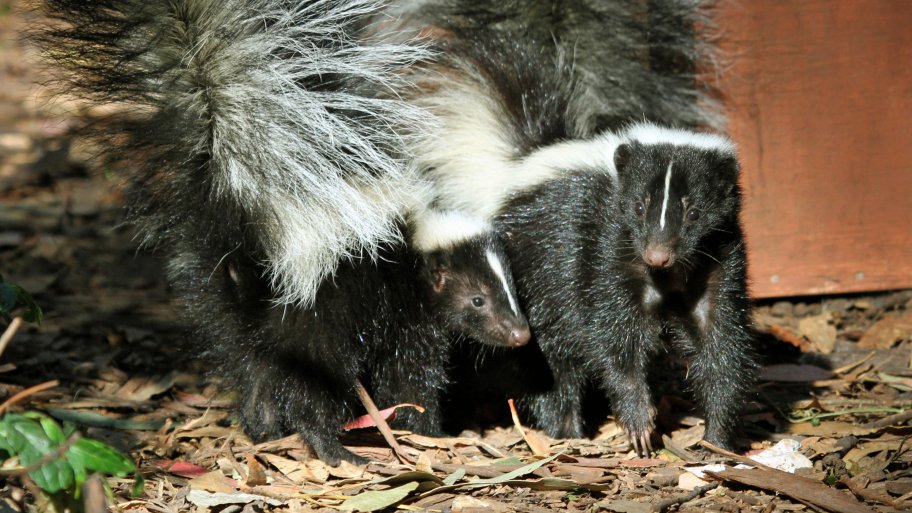 How to Get Rid of Skunk Smell in Your Home Angie's List