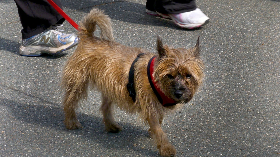 small dog on a leash