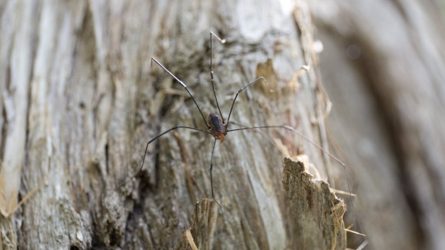 How To Get Rid Of Spiders In Your House Angie S List How To Prevent Spiders