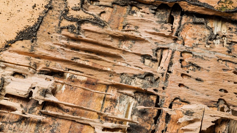 Termite damage on wood