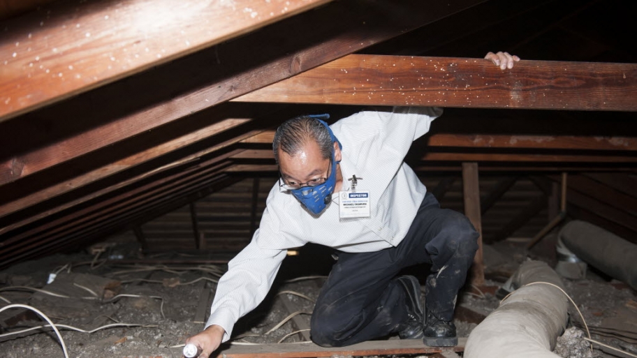 Termites in home