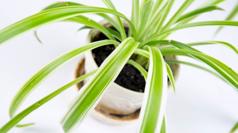 7 Houseplants for Clean Air Angie's List
