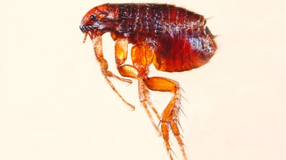 How To Get Rid Of Fleas In Your Home Angie S List Microscopic View Of A Flea