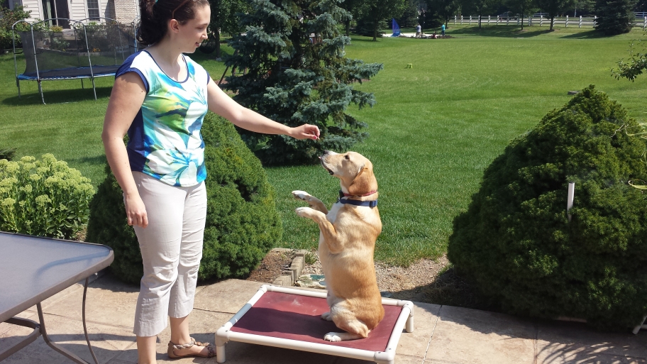 woman giving treat to dog sitting with paws up