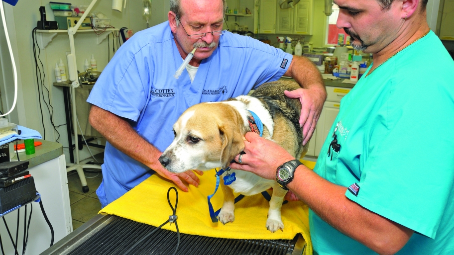 a vet examining a beagle