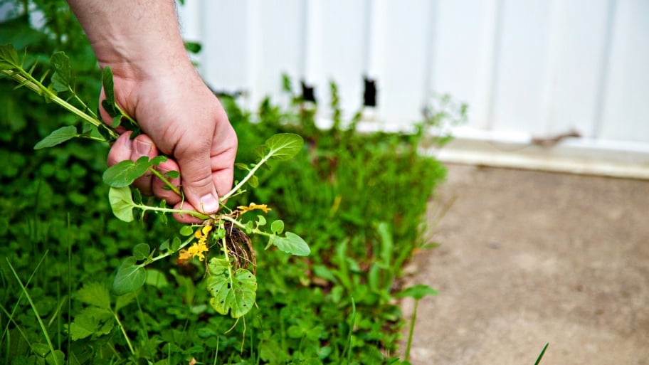 7 DIY Ways to Control, Kill Weeds in Your Yard Angie's List