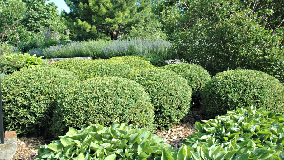 sheared boxwood plants