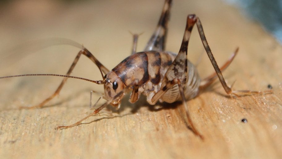 Cave cricket, also known as a camelback cricket
