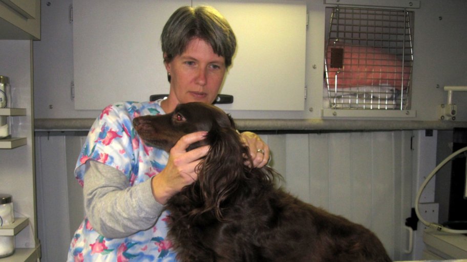 The Different Types of Veterinary Clinics Angie's List