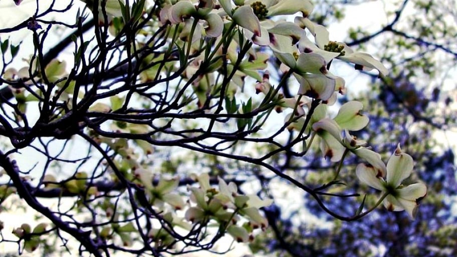 dogwood tree