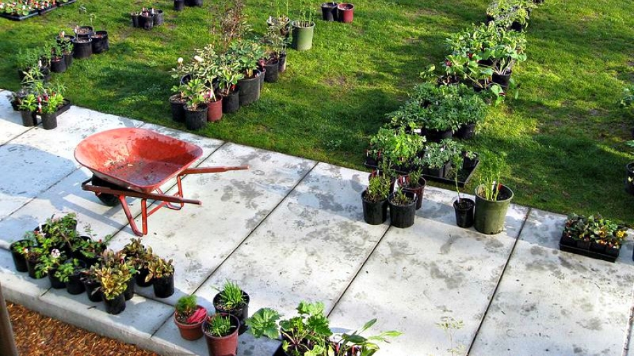 wheelbarrow and plants