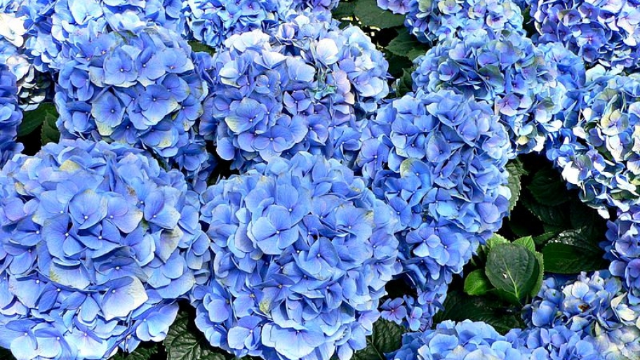 blooming blue hydrangeas