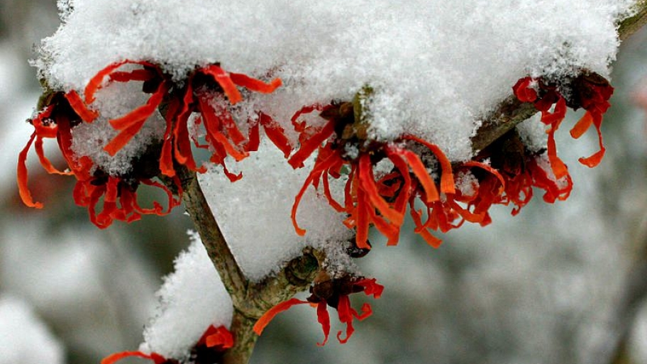 witchhazel covered in ice