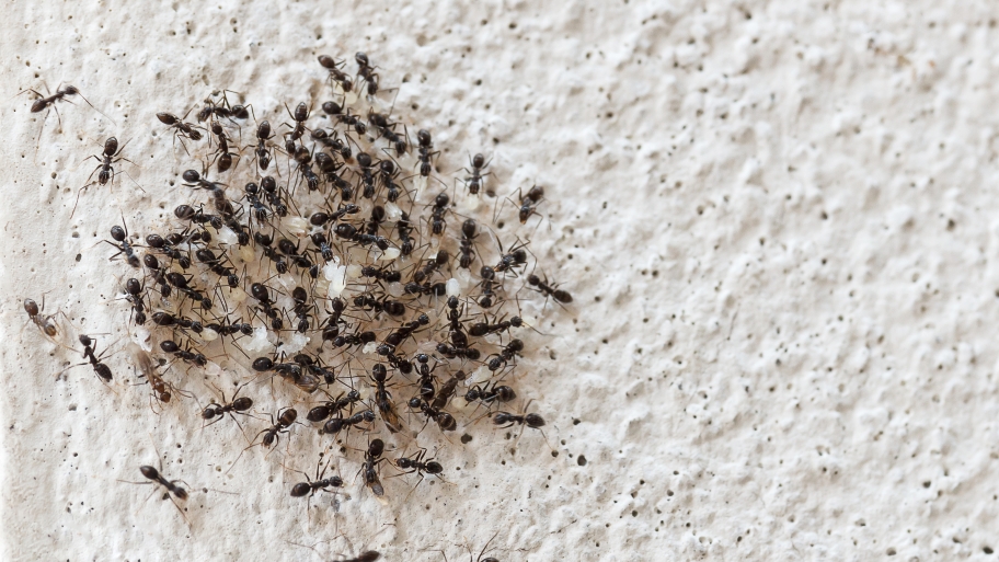Best Pest Control Companies On Angie S List Ants Swarming On Concrete Wall