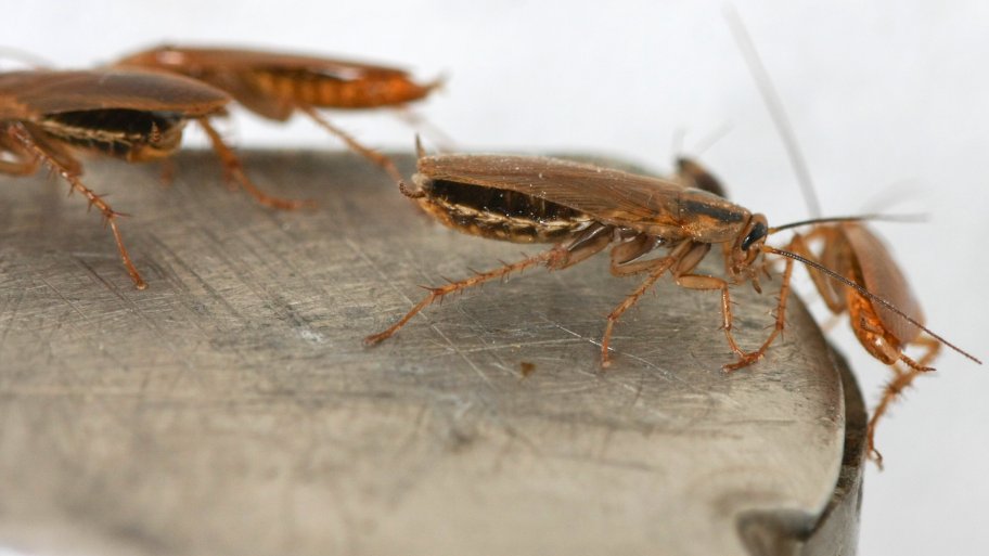 Health Problems Caused By Roaches Angie S List Roaches On A Metal Surface