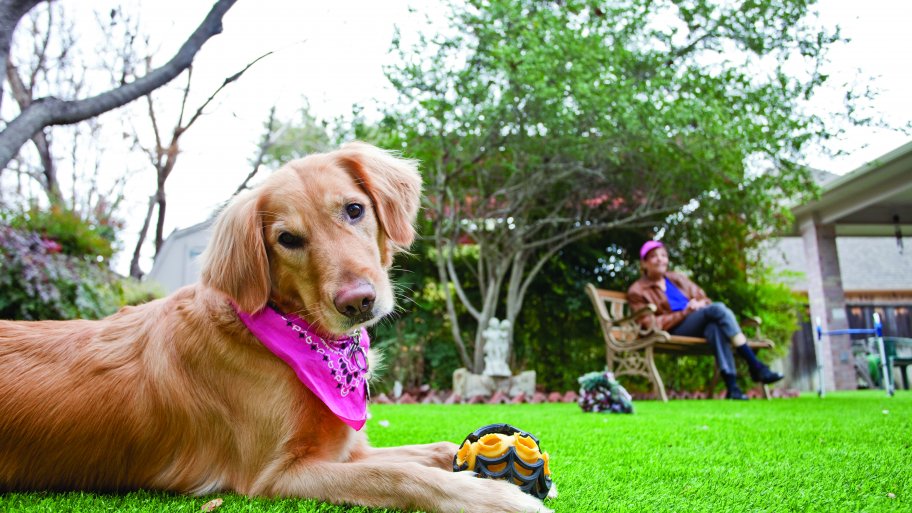 How Pet Friendly Is Artificial Turf Angie S List Dog On Astroturf