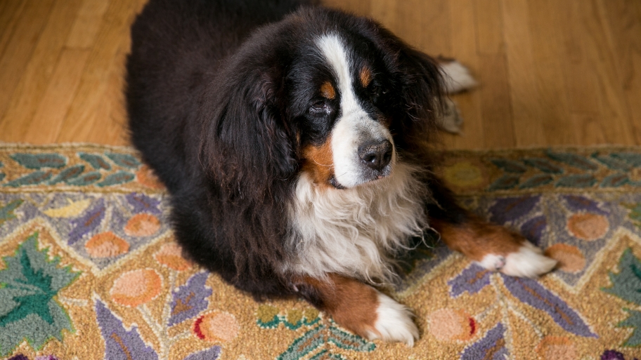 pet and house sitting angies list dog sitters needed