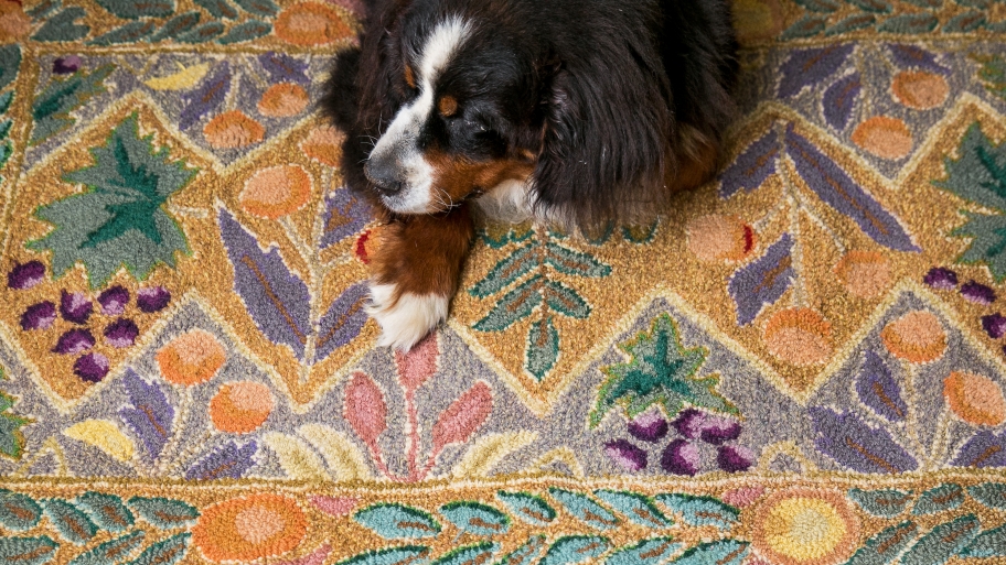 pet and house sitting angie s list