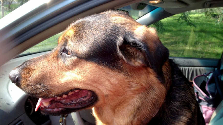 dog in moving vehicle