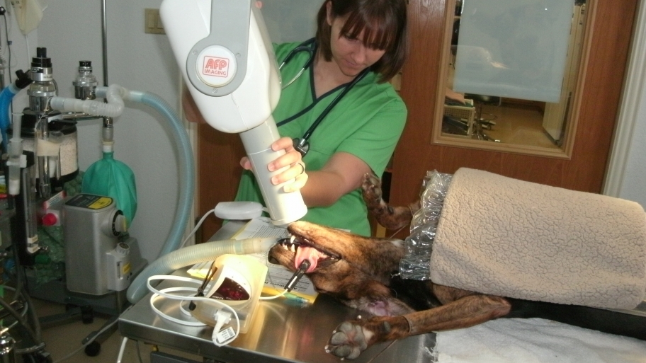 Why is Advanced Veterinary Care so Expensive? Angie's List