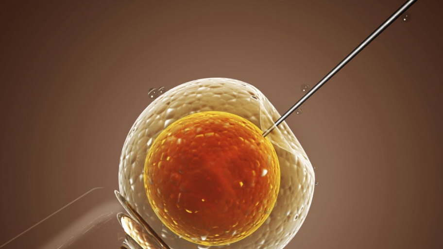 An embryo getting injected with semen.